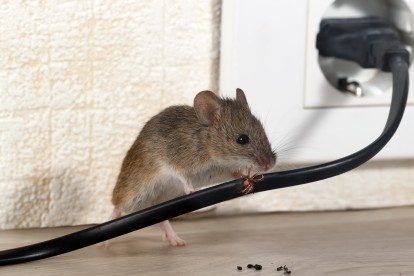 Pest Control in Hampton, KT8. Call Now! 020 8166 9746