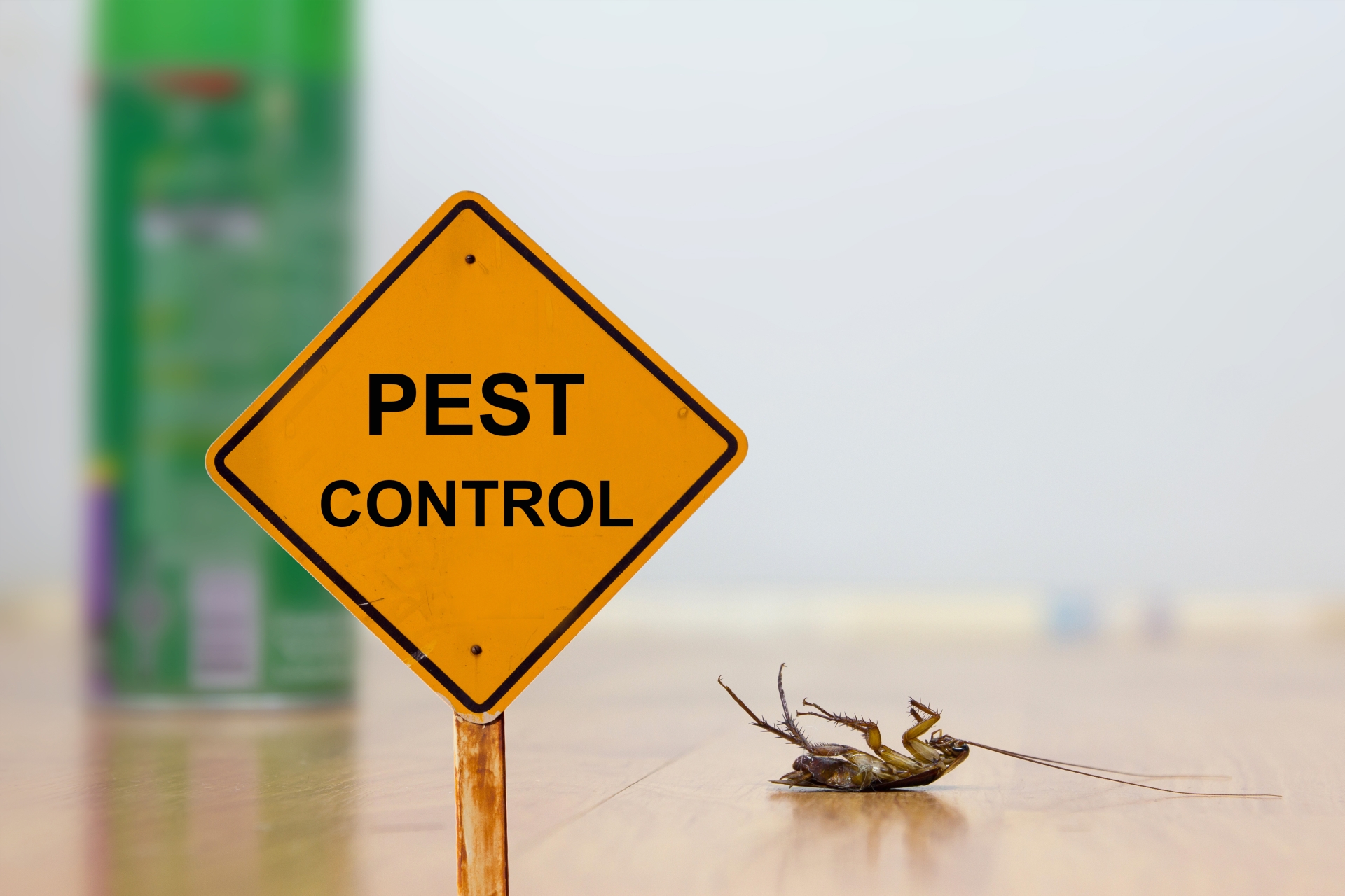 24 Hour Pest Control, Pest Control in Hampton, KT8. Call Now 020 8166 9746