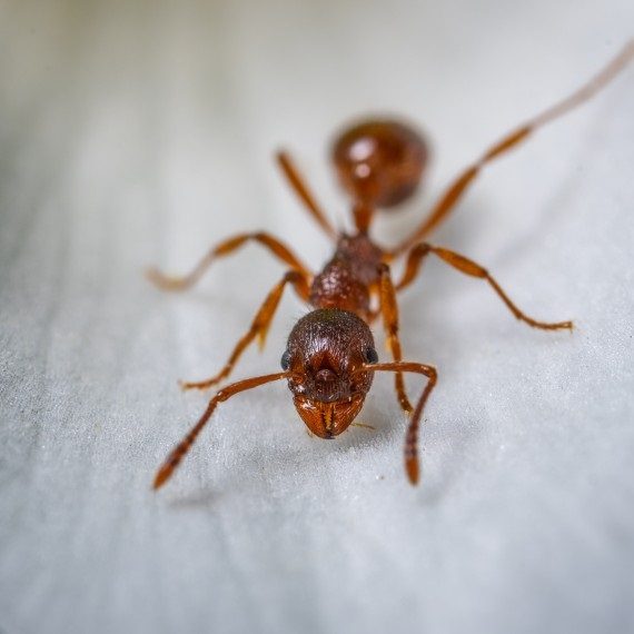 Field Ants, Pest Control in Hampton, KT8. Call Now! 020 8166 9746