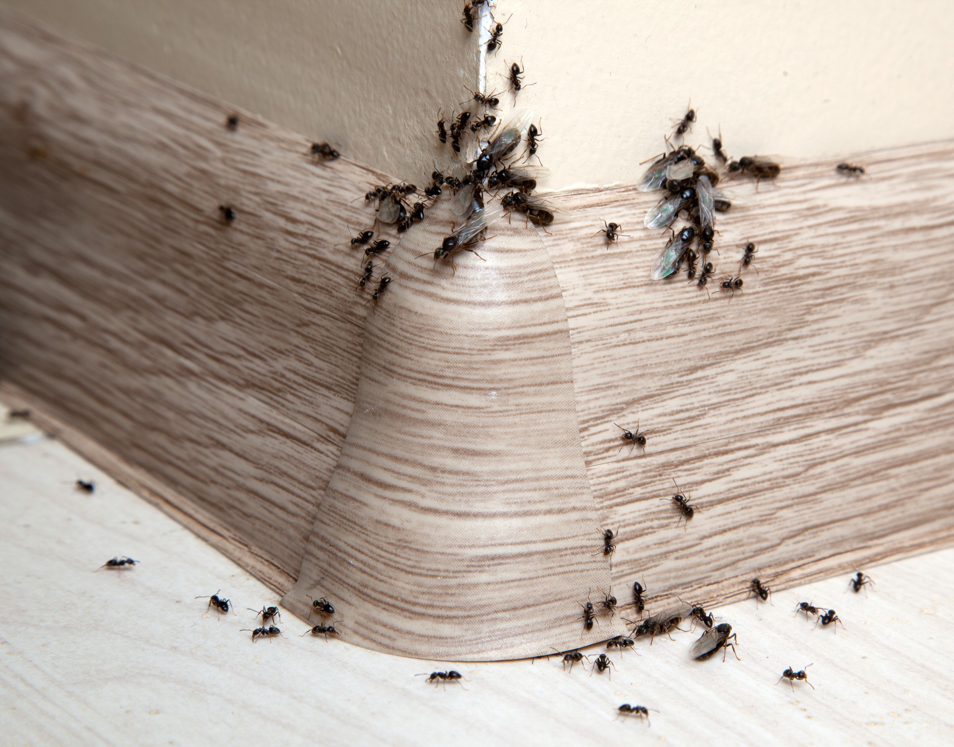 Ant Infestation, Pest Control in Hampton, KT8. Call Now 020 8166 9746