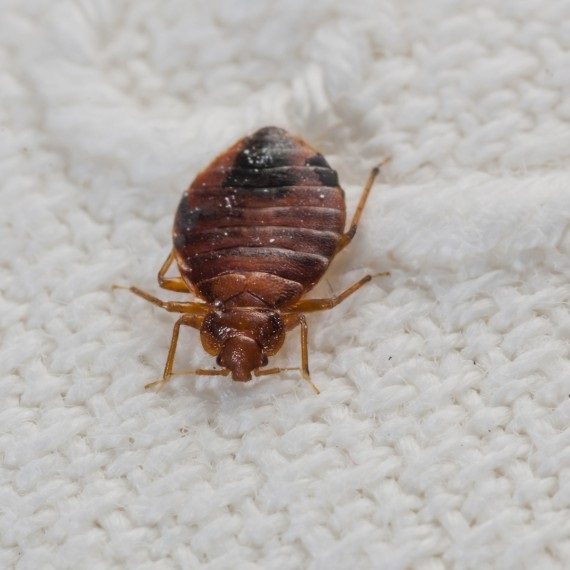Bed Bugs, Pest Control in Hampton, KT8. Call Now! 020 8166 9746