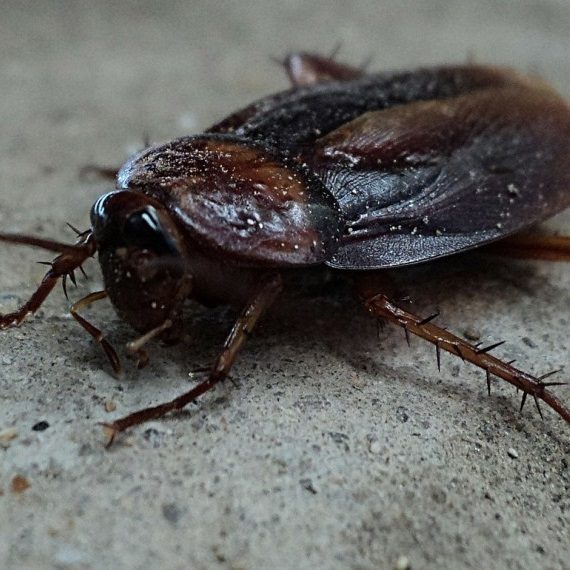 Cockroaches, Pest Control in Hampton, KT8. Call Now! 020 8166 9746