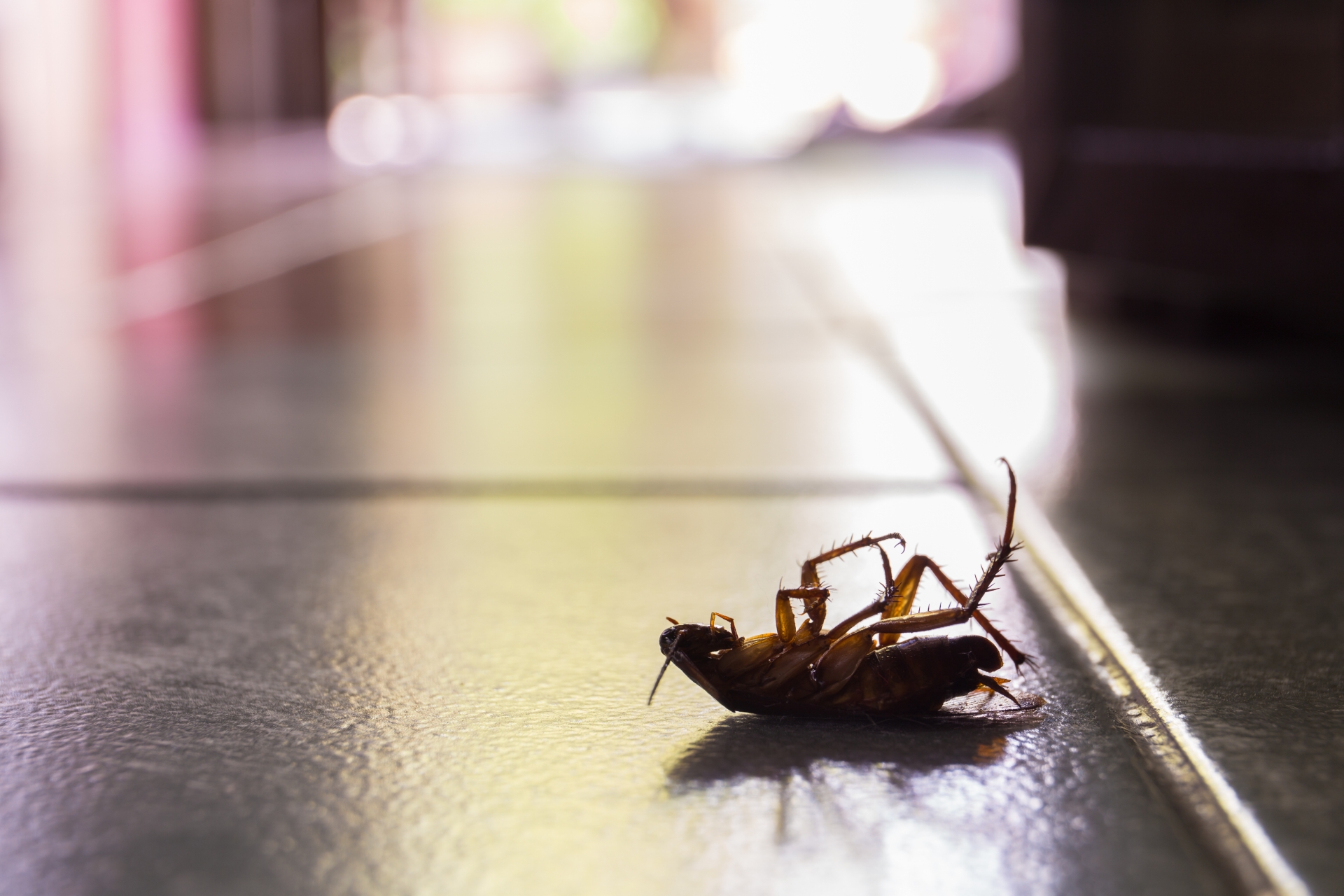 Cockroach Control, Pest Control in Hampton, KT8. Call Now 020 8166 9746