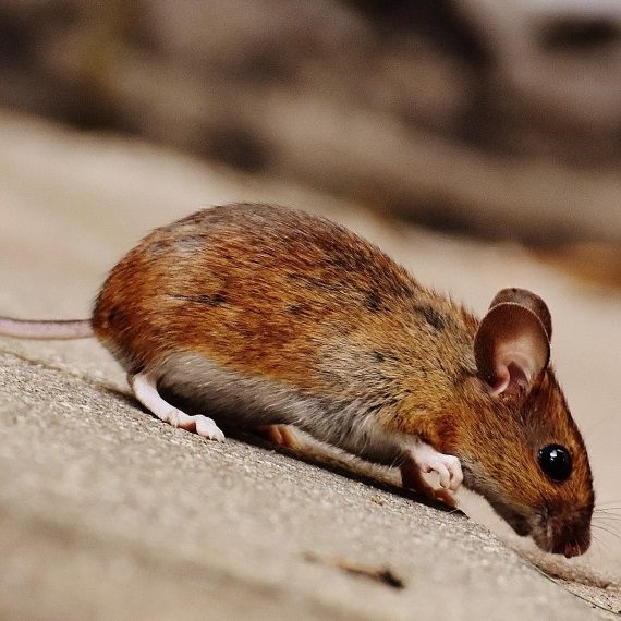 Mice, Pest Control in Hampton, KT8. Call Now! 020 8166 9746