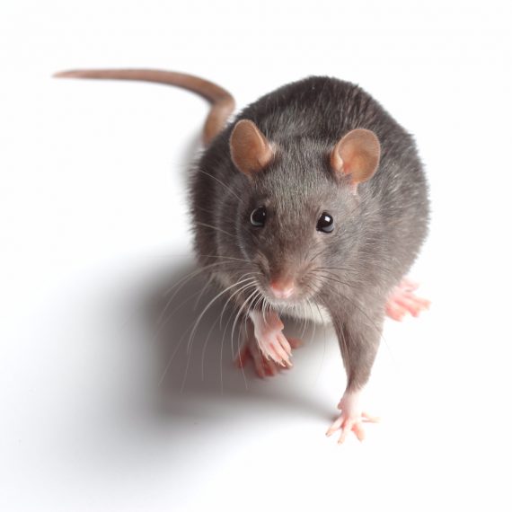 Rats, Pest Control in Hampton, KT8. Call Now! 020 8166 9746