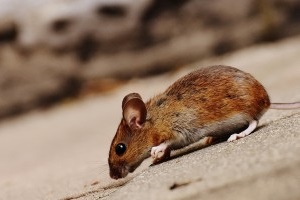 Mouse extermination, Pest Control in Hampton, KT8. Call Now 020 8166 9746