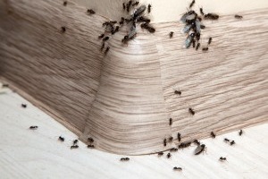 Ant Control, Pest Control in Hampton, KT8. Call Now 020 8166 9746