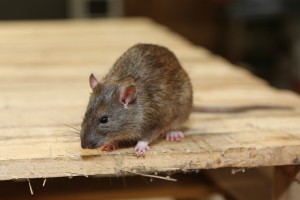 Rodent Control, Pest Control in Hampton, KT8. Call Now 020 8166 9746