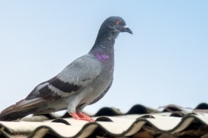 Pigeon Pest, Pest Control in Hampton, KT8. Call Now 020 8166 9746