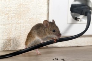 Mice Control, Pest Control in Hampton, KT8. Call Now 020 8166 9746