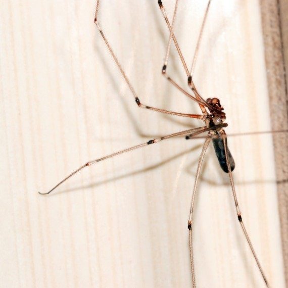 Spiders, Pest Control in Hampton, KT8. Call Now! 020 8166 9746