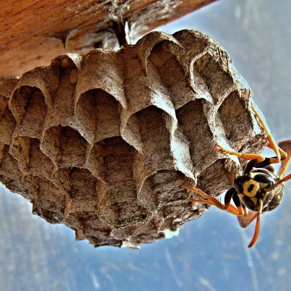 Wasps Nest, Pest Control in Hampton, KT8. Call Now! 020 8166 9746